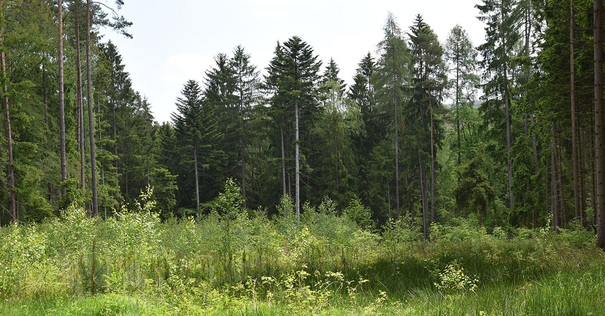 Baumpflanzaktion im Gemeindewald Sinzing