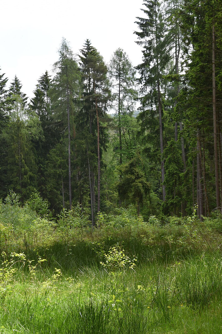 Baumpflanzaktion_Zukunftswald_2026